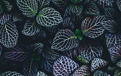 Metta Or Loving Kindness Meditation