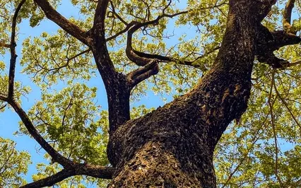 Metta Tree Meditation And Breath Work