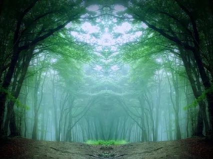 Mfinity - Through The Lens Of The Forest