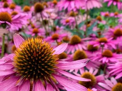 Micro Cosmic Orbit For Field Brightening And Energy Boosting