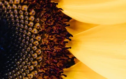 Microdosing Meditation To Prepare For Work