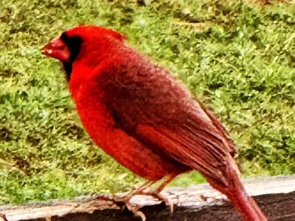 Microscopes, Telescopes  And Consciousness