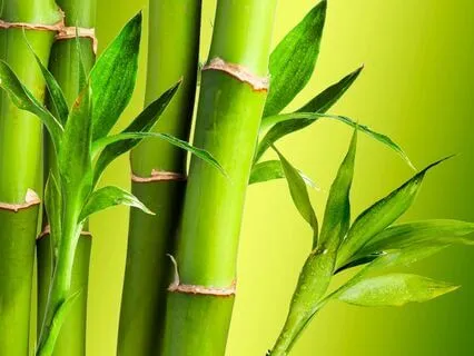 Mid-Day Break For Inner Stillness