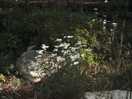 Mid-Day Reset Meditation