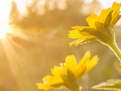 Midday Recharge: Reset & Energize