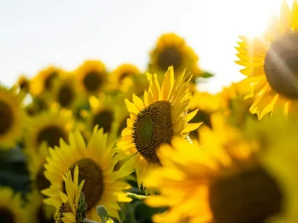 Midday Reset Meditation