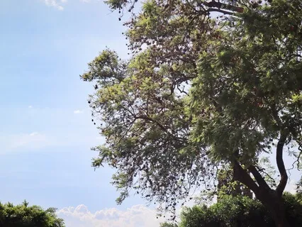 Middle Breath Meditation