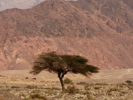 Middle Eastern Relaxed Electronica