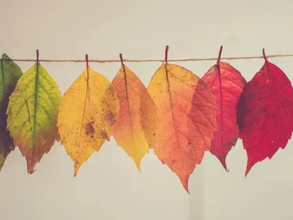 Midlife Transitions Series: Honoring Where You've Been