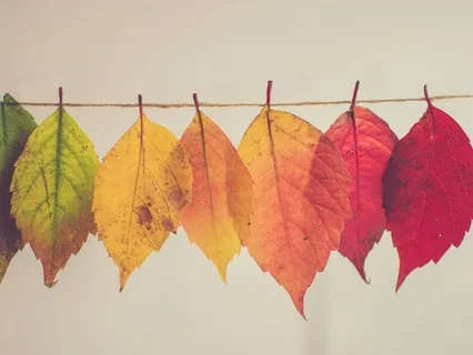 Midlife Transitions Series: Witnessing Your Present Moment