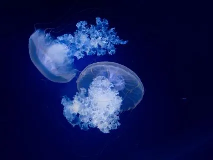 Midnight Beneath The Blue