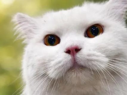 Midnight Falling Slowly | Kalimba Healing Sleep Music