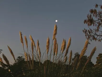 Midnight In The Garden