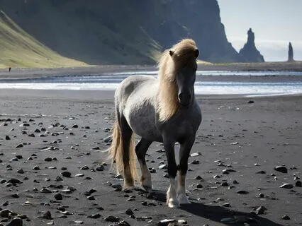 Midnight Reverie: Riding With The Mystical Icelandic Horse