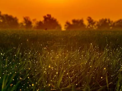 Midsummer Night Yoga Nidra Journey