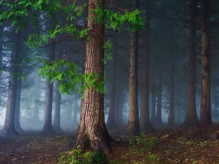 Midsummer Night's Dream