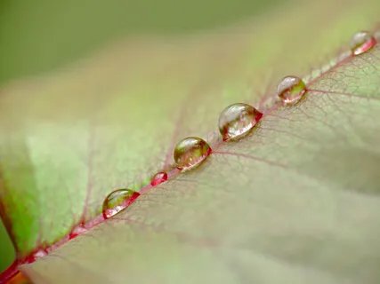 Медитация «Путешествие Внимания»