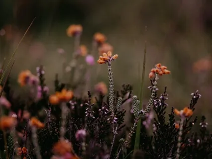 Медитация Благодарности