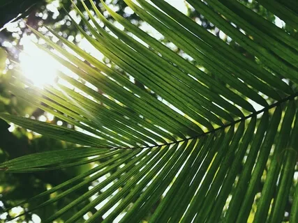 Медитация Благодарности