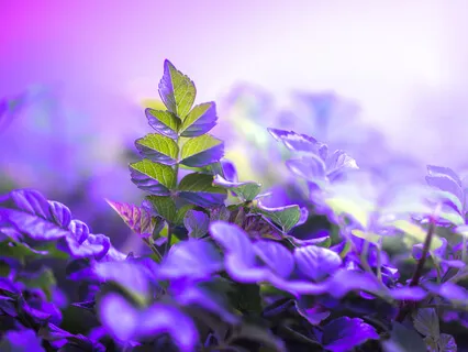 Медитация Благодарности