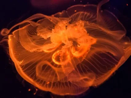 Медитация Для Сна При Бессоннице