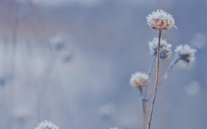 Медитация Любящей Доброты
