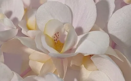 Медитация Любви