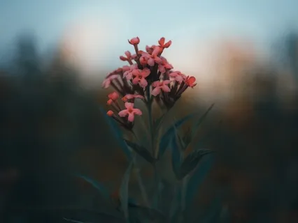 Медитация "Магия Утра" посвящается книге Хэла Элрода