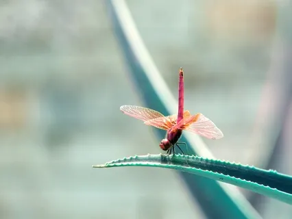 Медитация "Моя Тайная Комната"