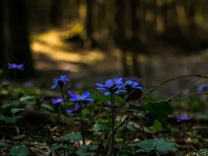 Медитация "Мудрец"