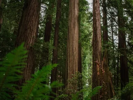 Медитация Наедине с Природой