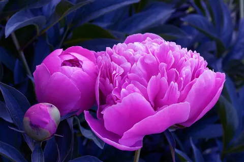 Медитация  Очищения и Обновления