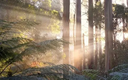 Медитация Осознанности 