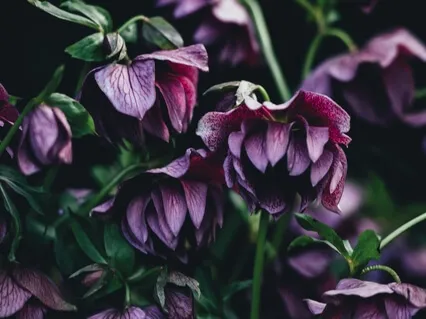 Медитация Пространство Покоя