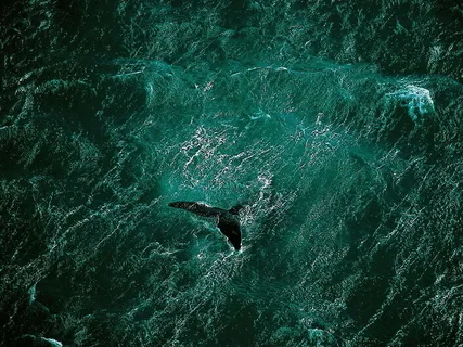 Медитация - Птица