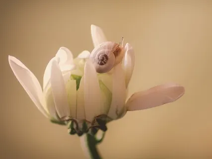 Путешествие Непрерывного Внимания. Медитация С Телесной Фокусировкой