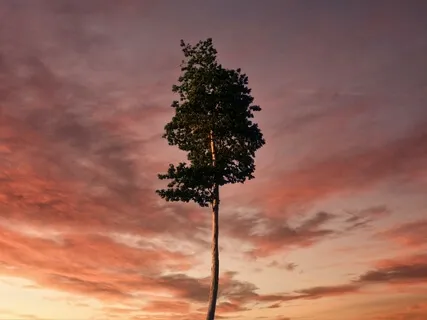 Медитация Cамостоятельного Cнятия Cозависимости