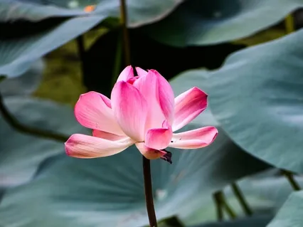 Медитация "Шуньята"