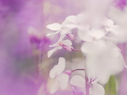 Медитация - Утро