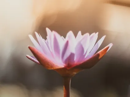 Медитация уверенности: Элетерия признания себя