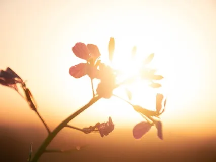 Медитация в Живом Потоке Света и Любви (Исполнение Желаний)