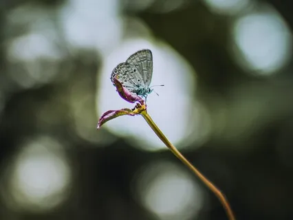 Медитация Вибрационного Исцеления