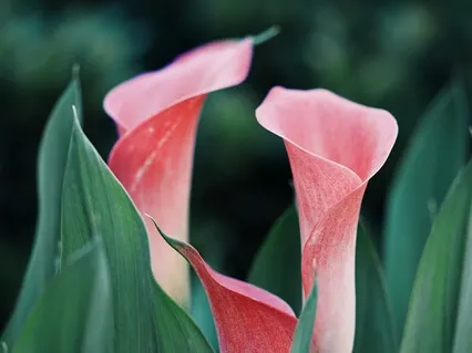 Медитация: Встреча с Будущим Собой