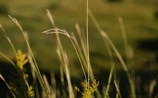 Медитація заземлення