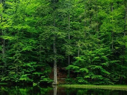 Whispers Of The Forest Goddess