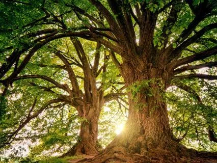 Mighty Tree Grounding Meditation For Confidence And Strength