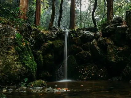 Migraine Relief Meditation: The Forest Oasis