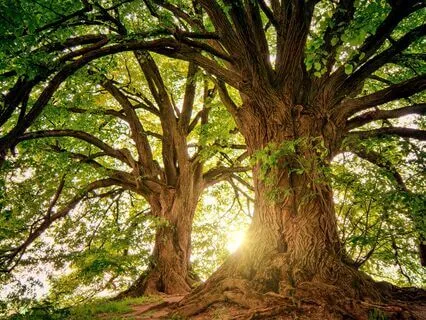 Mind And Body In Nature