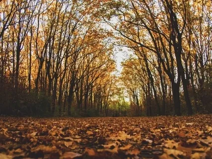 Mind & Body Recharge [Restore Energy In 15 Min] Gamma Waves