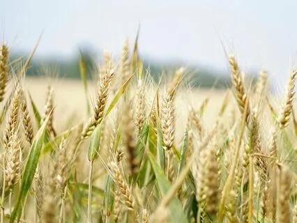 Mind-Body Connection: Alpha Wave 10 Hz Binaural Beat